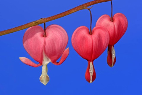Bleeding heart (Lamprocapnos (Lamprocapnos spectabilis) (Dicentra spectabilis) spectabilis)