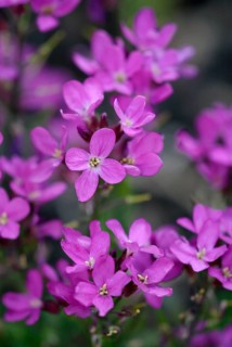 Garden rockcress (Arabis caucasica)