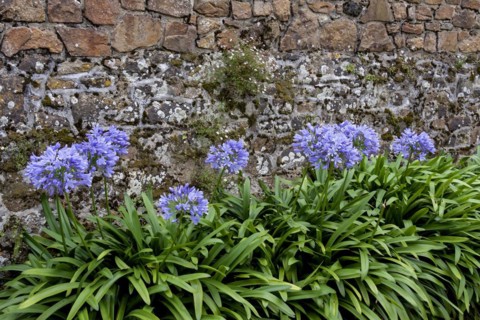 Lilies of the nile (Agapanthus) in front of a granite wall and mexican fleabane (Erigeron