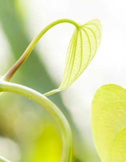 Young light green leaves of tropical lianas in a botanical garden Closeup. Blurred background