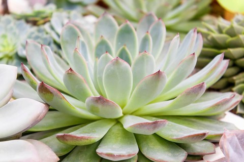 Beautiful succulent plant in greenhouse. Closeup, floral patterns, selective focus