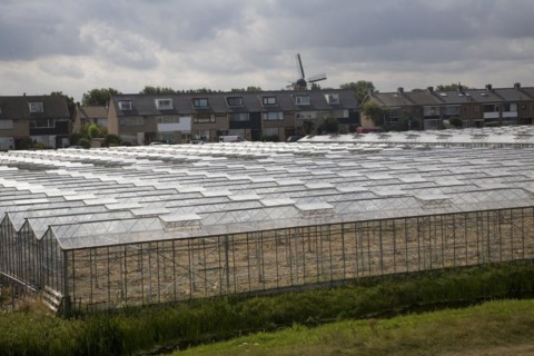 Greenhouses Monster Holland