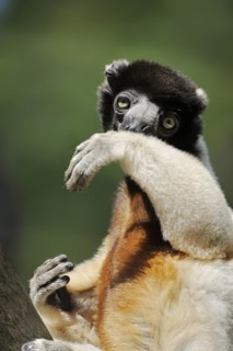 Crown sifaka (Propithecus coronatus, Propithecus verreauxi coronatus), captive, occurring in