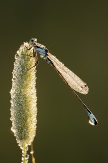 Blue-tailed damselfly (Ischnura elegans), male with dewdrops in backlight, North Rhine-Westphalia,