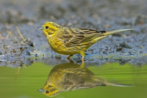 Yellowhammer (Emberiza citrinella) male drinking water from pond, rivulet in summer
