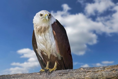 Brahminy kite, red-backed sea-eagle (Haliastur indus) bird of prey native to the Indian