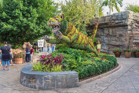 Tiger topiary at Busch Gardens in Tampa, Florida, USA, North America
