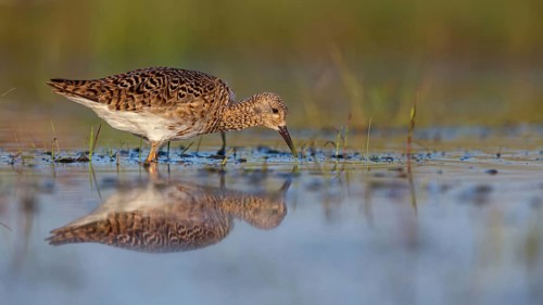 Ruff (Philomachus pugnax), female, Narew, Bialystok, Podlasie, Poland, Europe