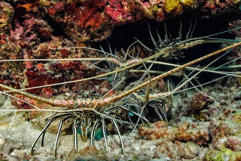 Five specimens of Long-legged long-legged spiny crayfish (Panulirus longipes) Spiny crayfish Spiny