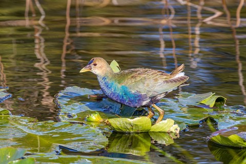 Juvenile American Purple Gallinule standing on lily pads at park in Leesburg, Florida, USA, North