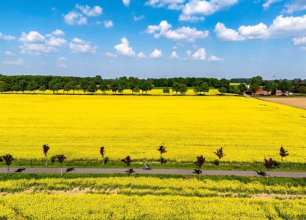 The avenue cycle path between Xanten and Marienbaum, Kalkar, on the Lower Rhine, former railway