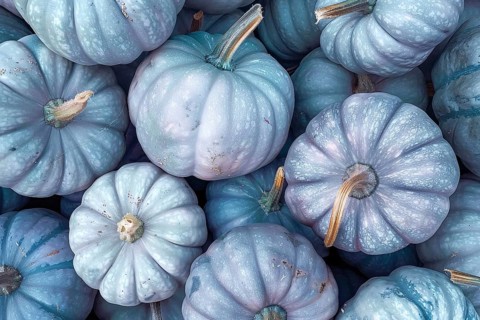 Banner with pastel blue muscade pumpkins. Generative AI, AI generated