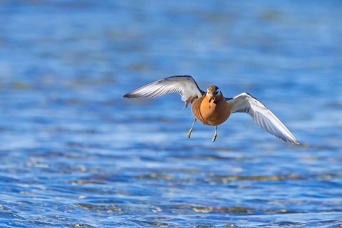 Red phalarope, grey phalarope (Phalaropus fulicarius) male in breeding plumage landing in pond