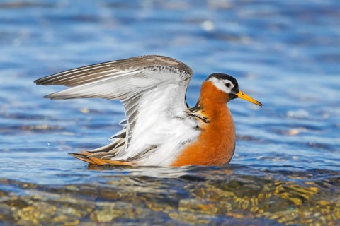 Red phalarope, grey phalarope (Phalaropus fulicarius) female in breeding plumage flapping wings in