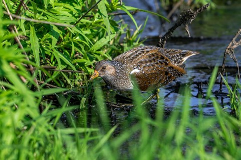 Spotted crake (Porzana porzana, Ortygometra porzana) foraging in marshland in summer