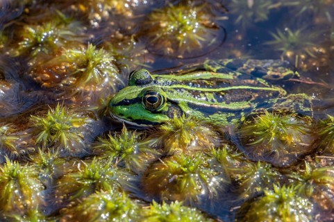 Green frog, water frog, true frog (Pelophylax spec.) in fen in moorland, heathland in summer
