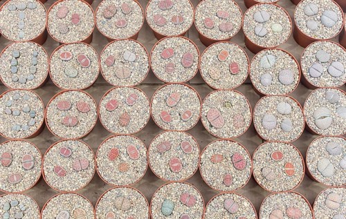 Small succulent plants background. greenhouse, top view, floral texture