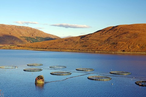 Round fish farm structures float in the calm waters of a loch, illuminated by orange evening light,