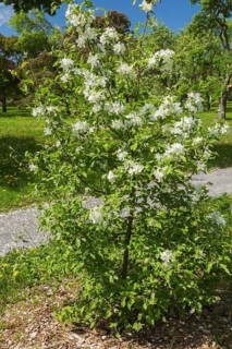 Malus, Crabapple tree with white flower blossoms and protected with natural mulch in spring,