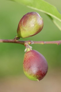 Nectarine (Prunus persica var. nucipersica), unripe fruit on the tree, Provence, southern France