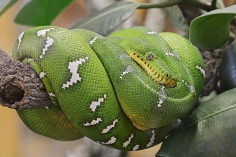 Emerald green tree boa (Corallus caninus), captive, occurrence in South America