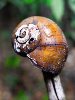 Snail shell, IIranduba, Manaus State of Amazonas, Brazi
