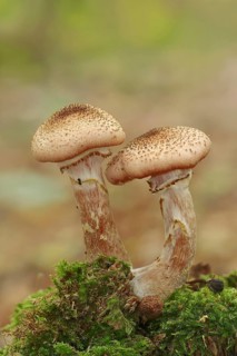 Common hallimash or common hallimash (Armillaria ostoyae), North Rhine-Westphalia, Germany, Europe