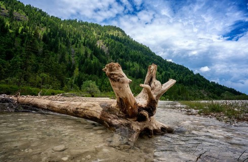 Driftwood, The Isar in the surroundings of Bad Tölz, Bavaria, Germany, Europe