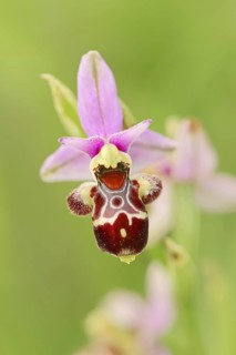 Woodcock bee-orchid (Ophrys scolopax), flower, Provence, southern France