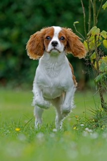 Cavalier King Charles Spaniel, kitten