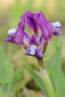 Dwarf iris (Iris pumila), flower, Austria, Europe