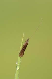 Caddisfly (Leptoceridae spec.), North Rhine-Westphalia, Germany, Europe