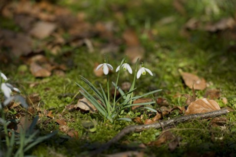 Snowdrop (Galanthus) in the forest, Kranzberg near Freising, Upper Bavaria, Bavaria, Germany,