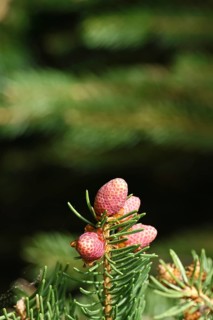 European spruce (Picea abies), inflorescence, male flower, producing pollen, Wilnsdorf, North