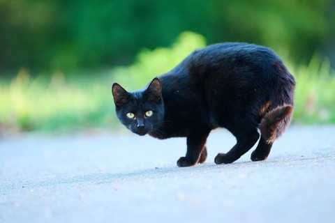 Domestic cat (Felis catus) standing on a street, Bavaria, Germany, Europe