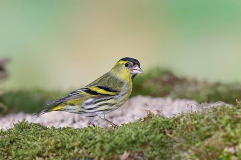 Eurasian siskin (Carduelis spinus), male sitting on moss, mossy ground, Wilnsdorf, North
