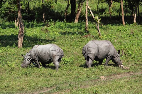 One horned or single horned rhinoceroses grazing at Kaziranga wildlife sanctuary in Assam, India,