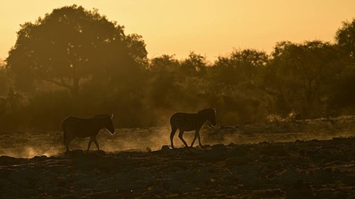Two Burchell's zebra (Equus quagga burchellii) backlit by the rising sun walking through the dusty