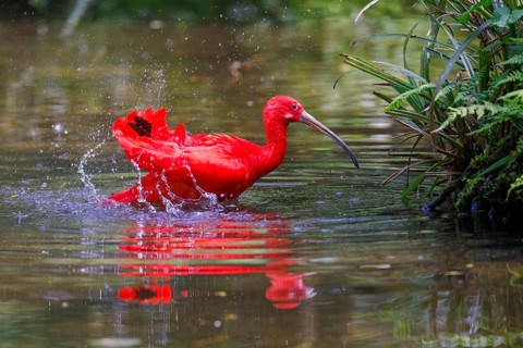Scarlet ibis (Eudocimus ruber), Germany, Europe