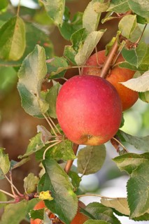 Ripe red apples hanging ready for harvest on a tree in front of a blue sky, fruit tree, orchard,
