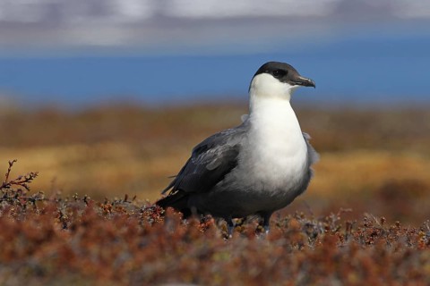 Long-tailed jaeger (Stercorarius longicaudus) in the tundra, Lapland, Northern Norway, Norway,