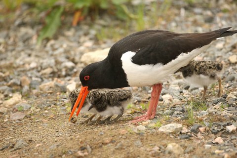 Oystercatcher (Haematopus ostralegus) adult bird bringing a captured snail to a few days old chick,
