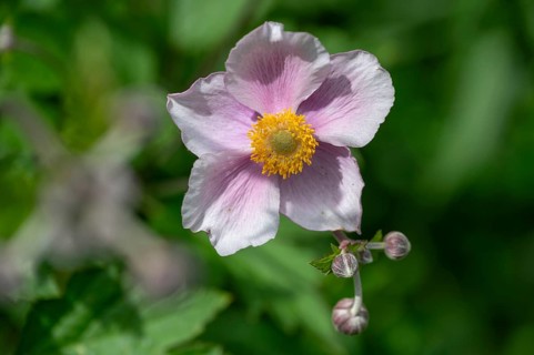 Autumn anemone (Anemone hupehensis), Bavaria, Germany, Europe