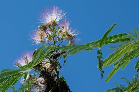 Blossoms of the bastard tamarind (Albizia julibrissin) blue sky, Baden-Württemberg, Germany, Europe