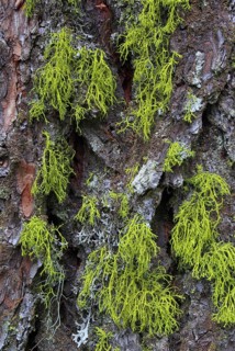Yellow-green lichen grows on the furrowed bark of a Swiss stone pine, Pinus cembra, Swiss Alps
