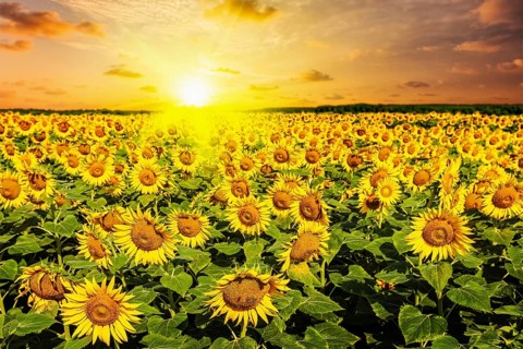 Idyllic scenic landscape, sunflower field on sunset with dramatic cloudscape