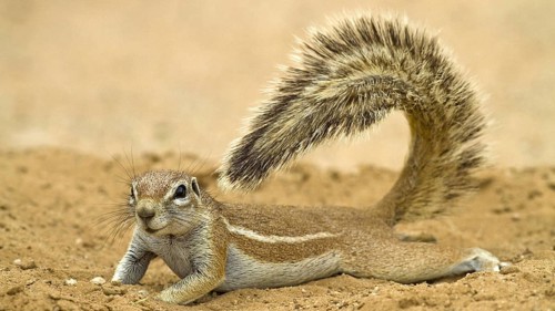Ground squirrel in the Kalahari, South Africa, (Xerus inauris), Africa