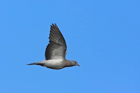 Stock dove (Columba oenas), Bad Dürkheim district, Rhineland-Palatinate, Federal Republic of