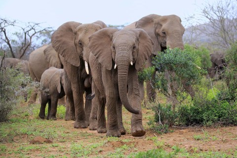 African elephant (Loxodonta africana), group, herd, foraging, Hluhluwe Umfolozi National Park,