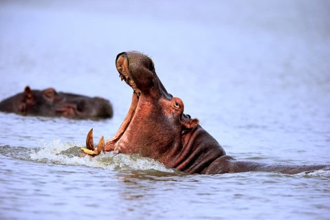 Hippopotamus (Hippopatamus amphibius), adult, in water, threatening, yawning, portrait, Saint Lucia